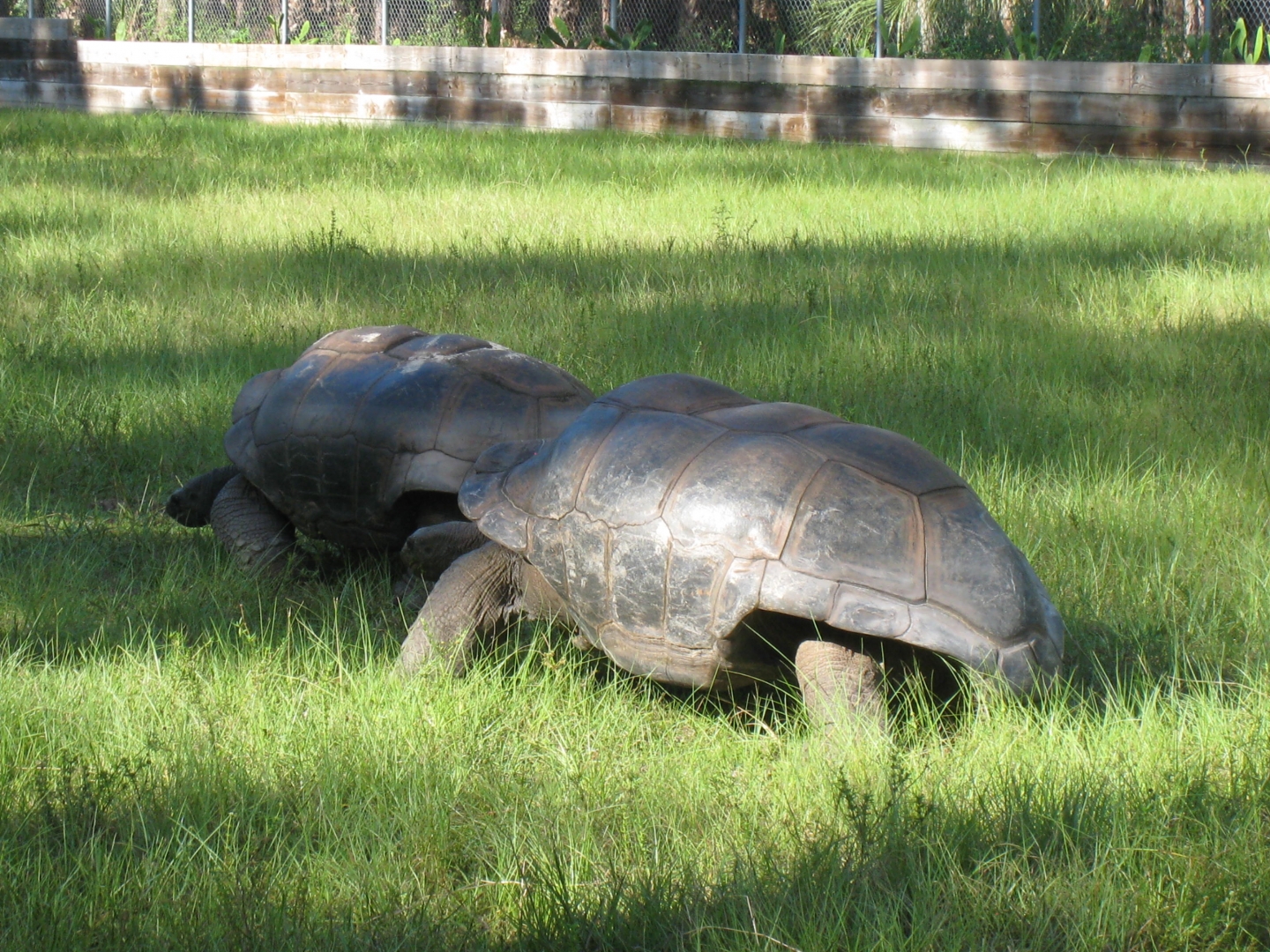 ALDABRA BREEDER