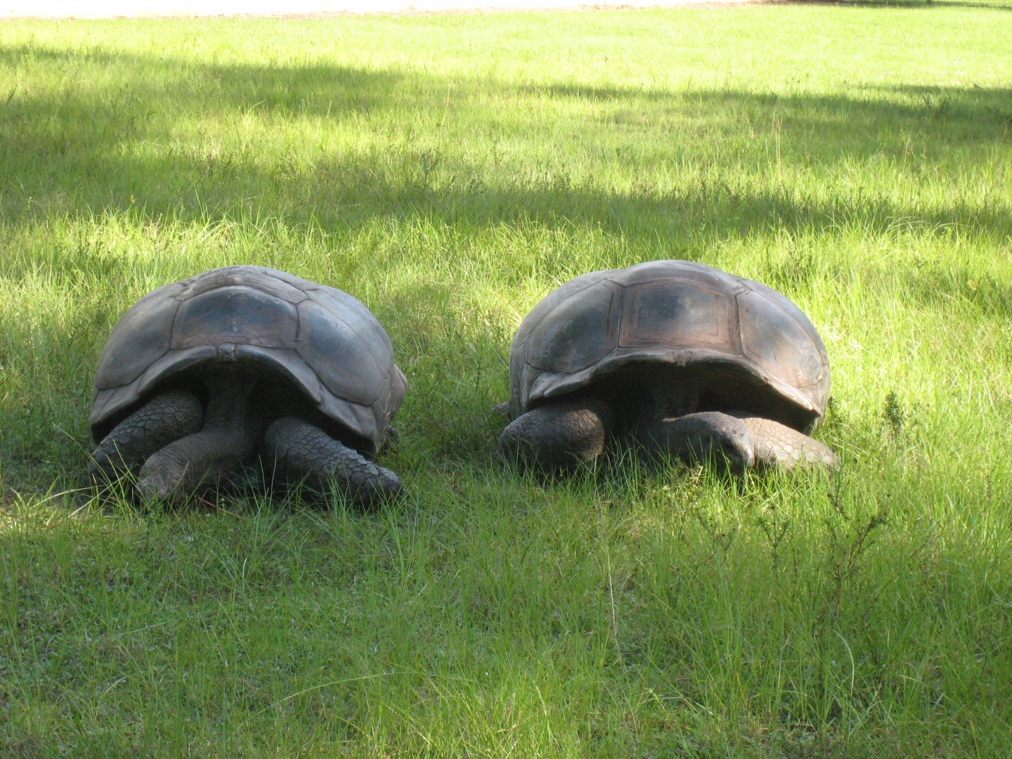 ALDABRA BREEDER