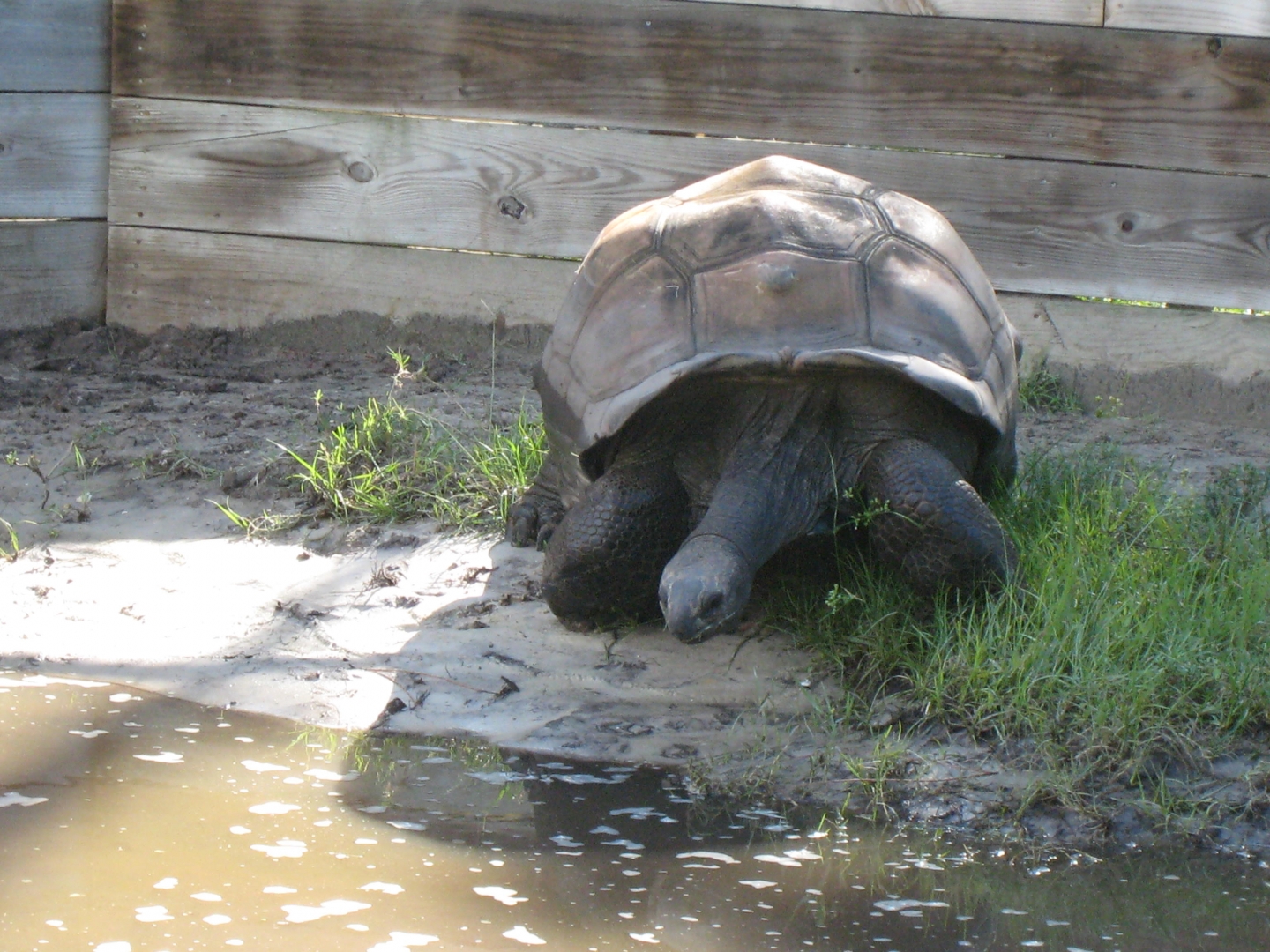 ALDABRA BREEDER