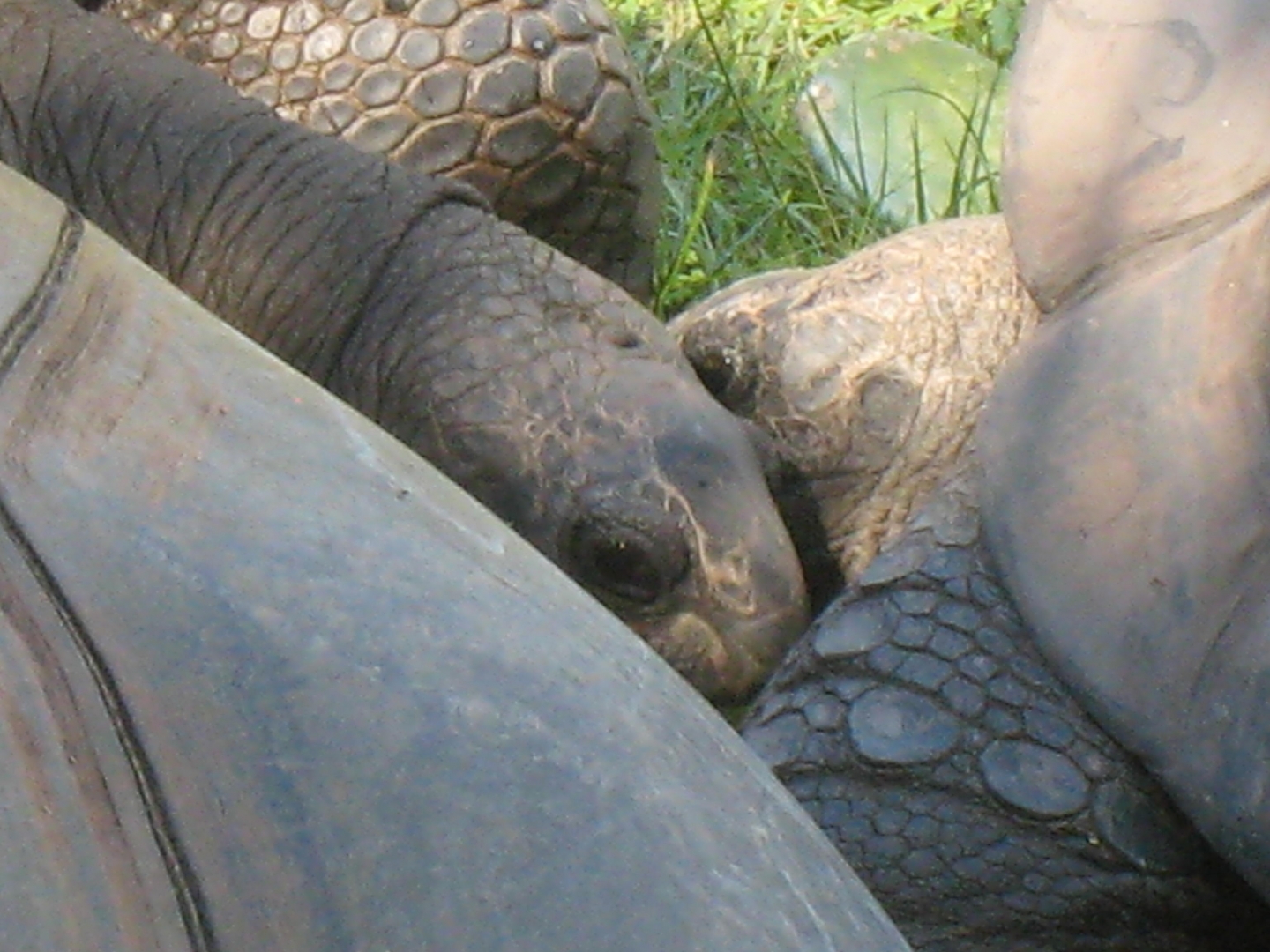 ALDABRA BREEDER