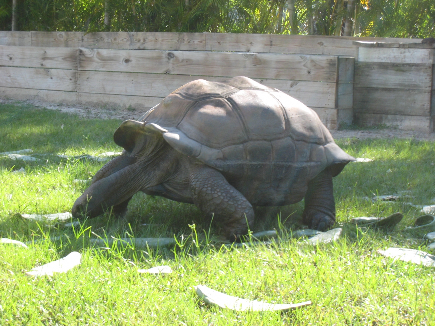 ALDABRA BREEDER