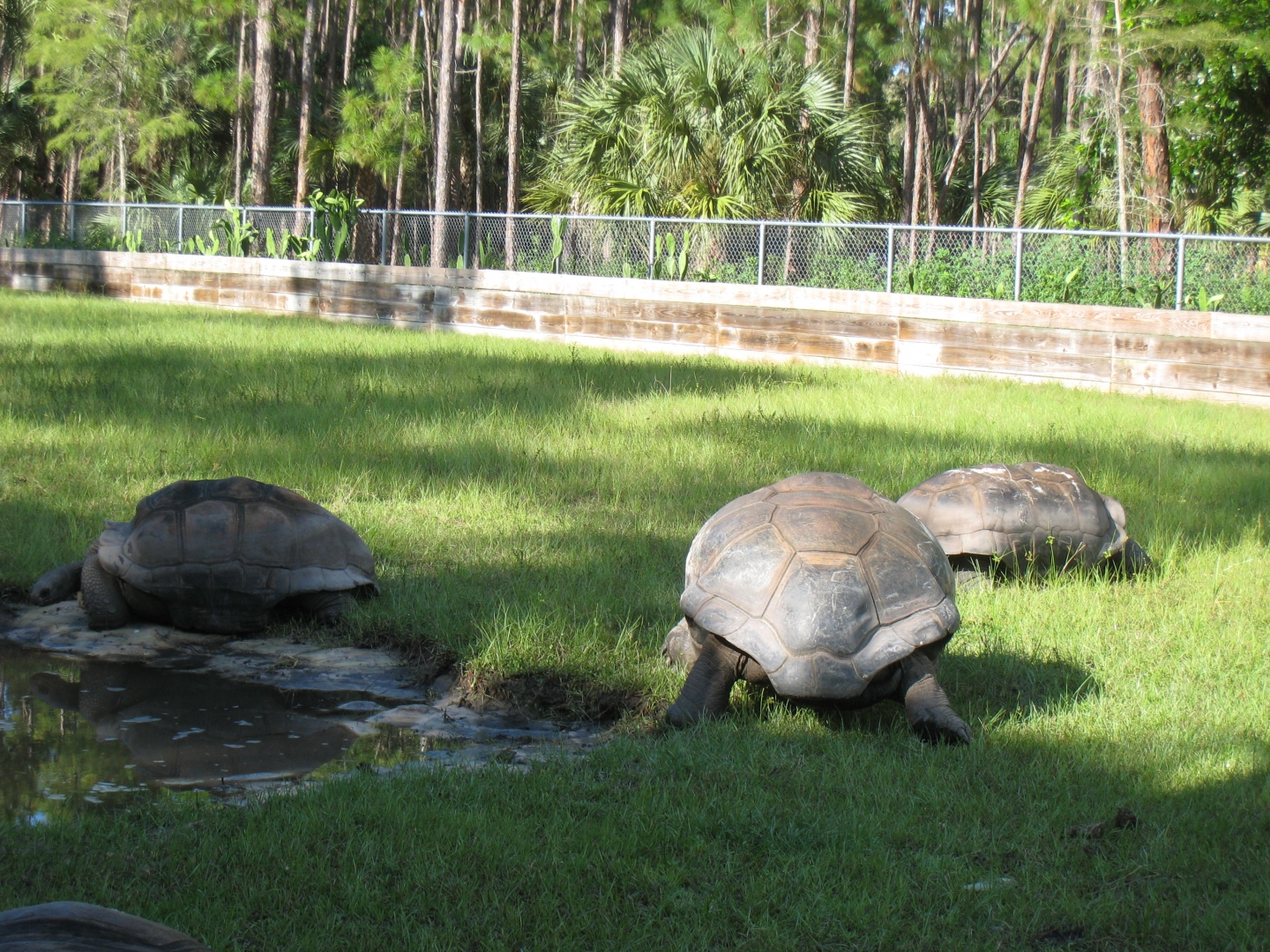 ALDABRA BREEDER