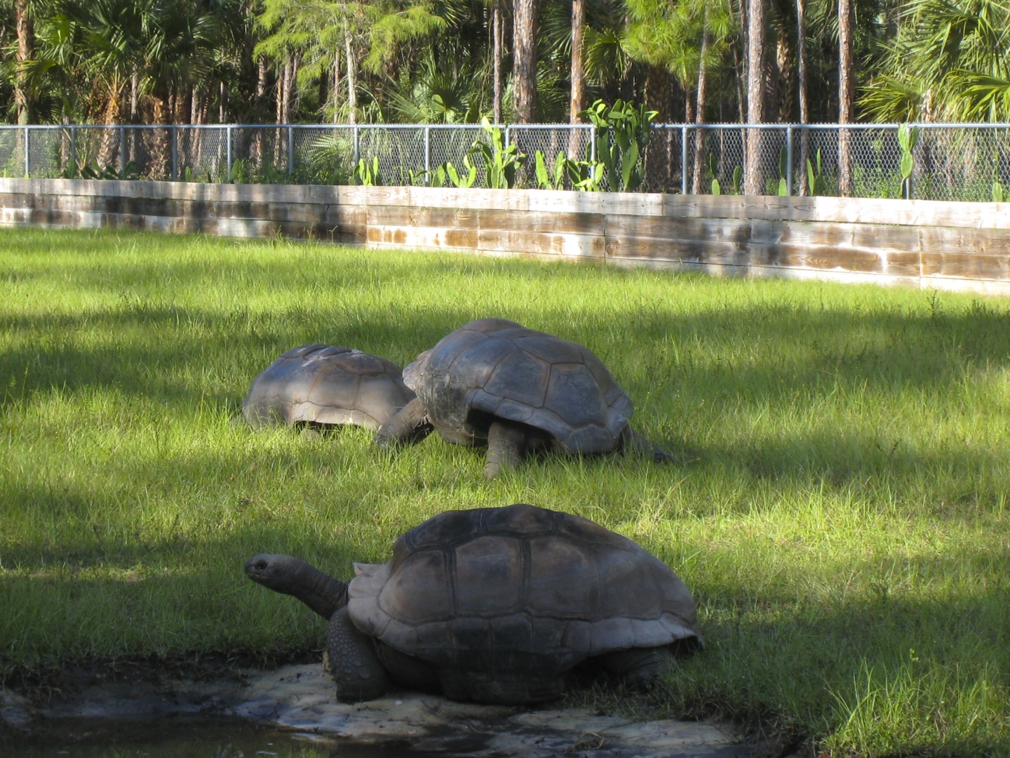 ALDABRA BREEDER