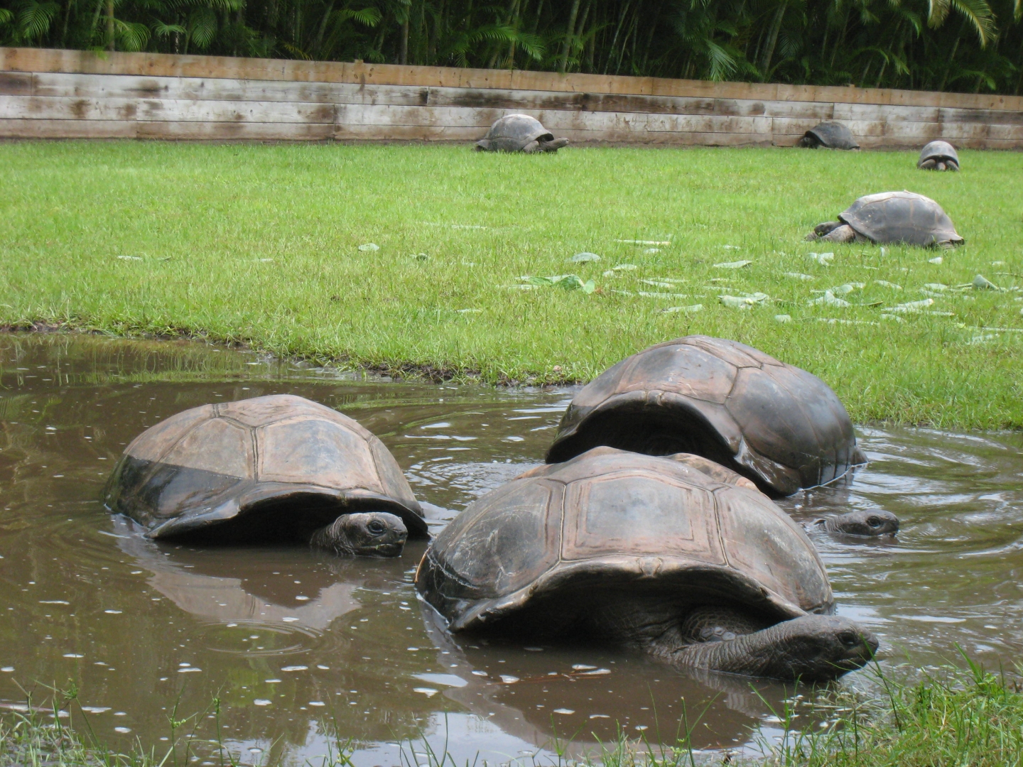 ALDABRA BREEDER