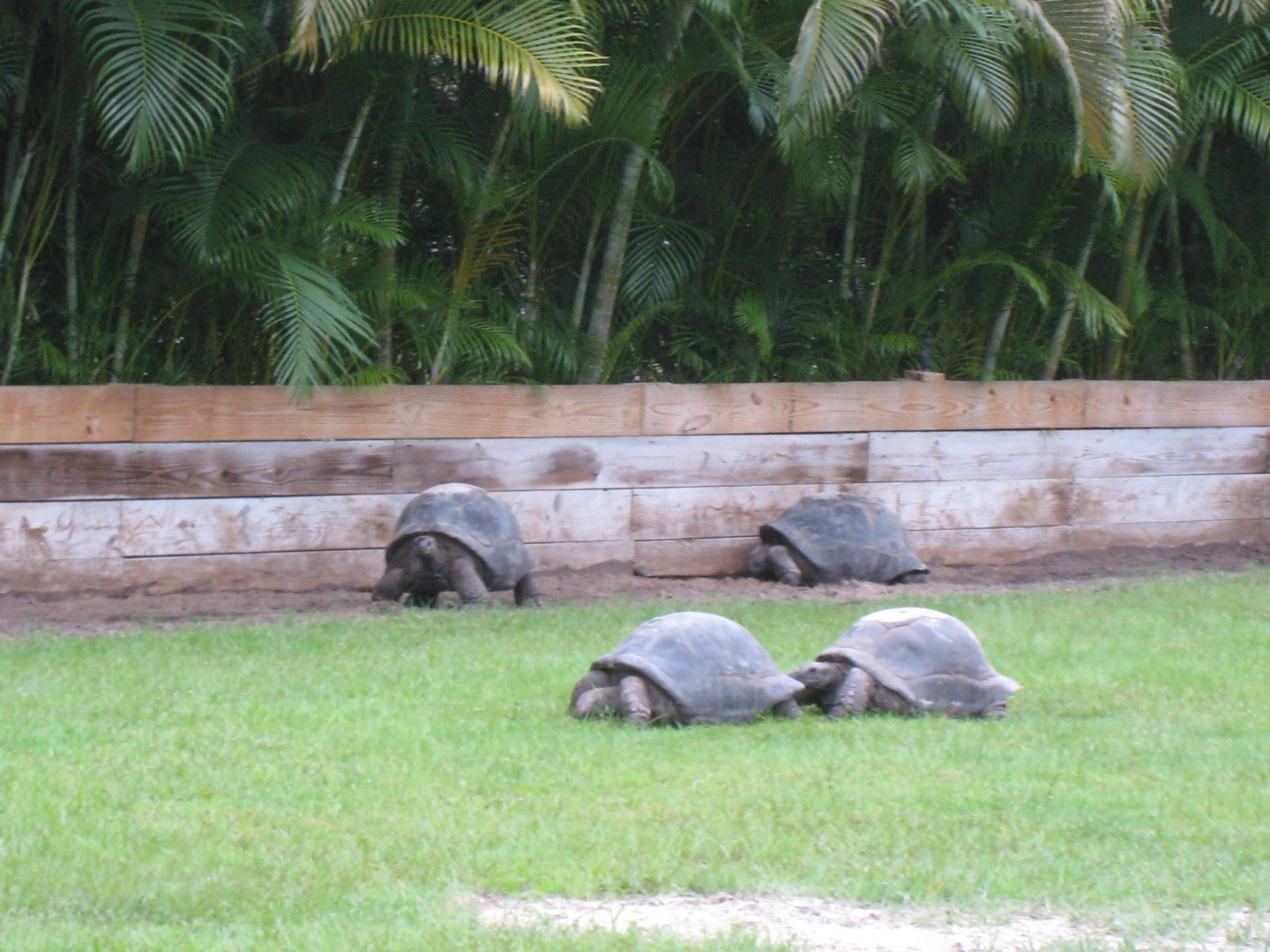 ALDABRA BREEDER
