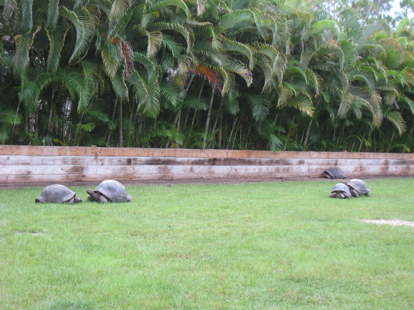ALDABRA BREEDER