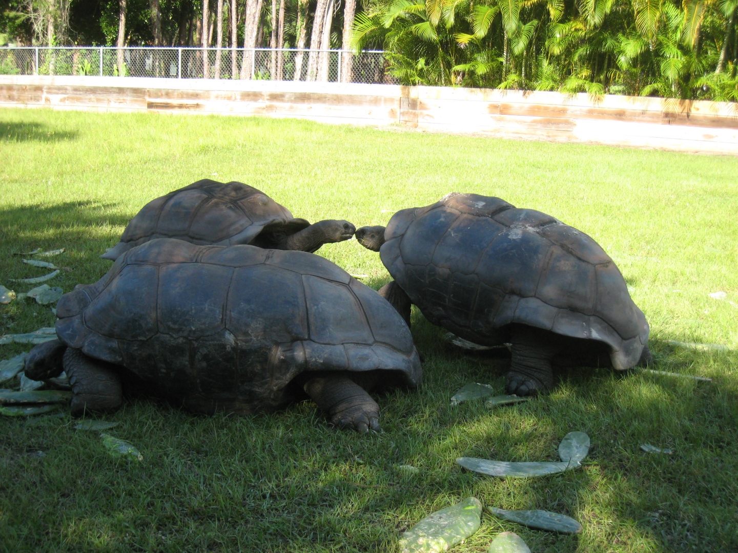 ALDABRA BREEDER