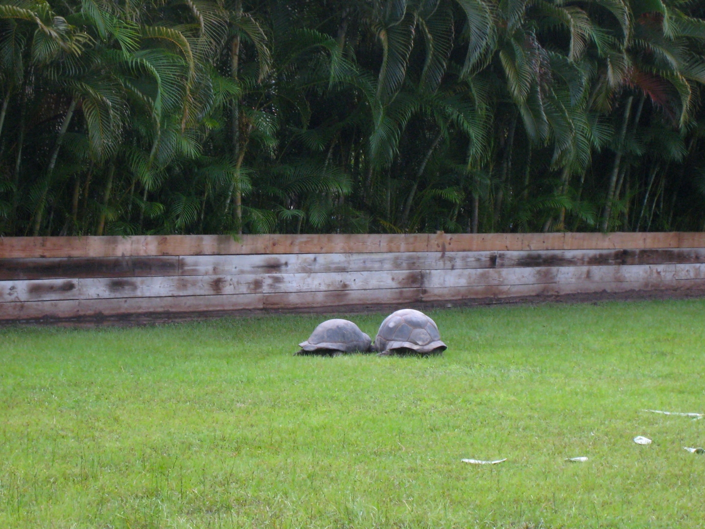 ALDABRA BREEDER