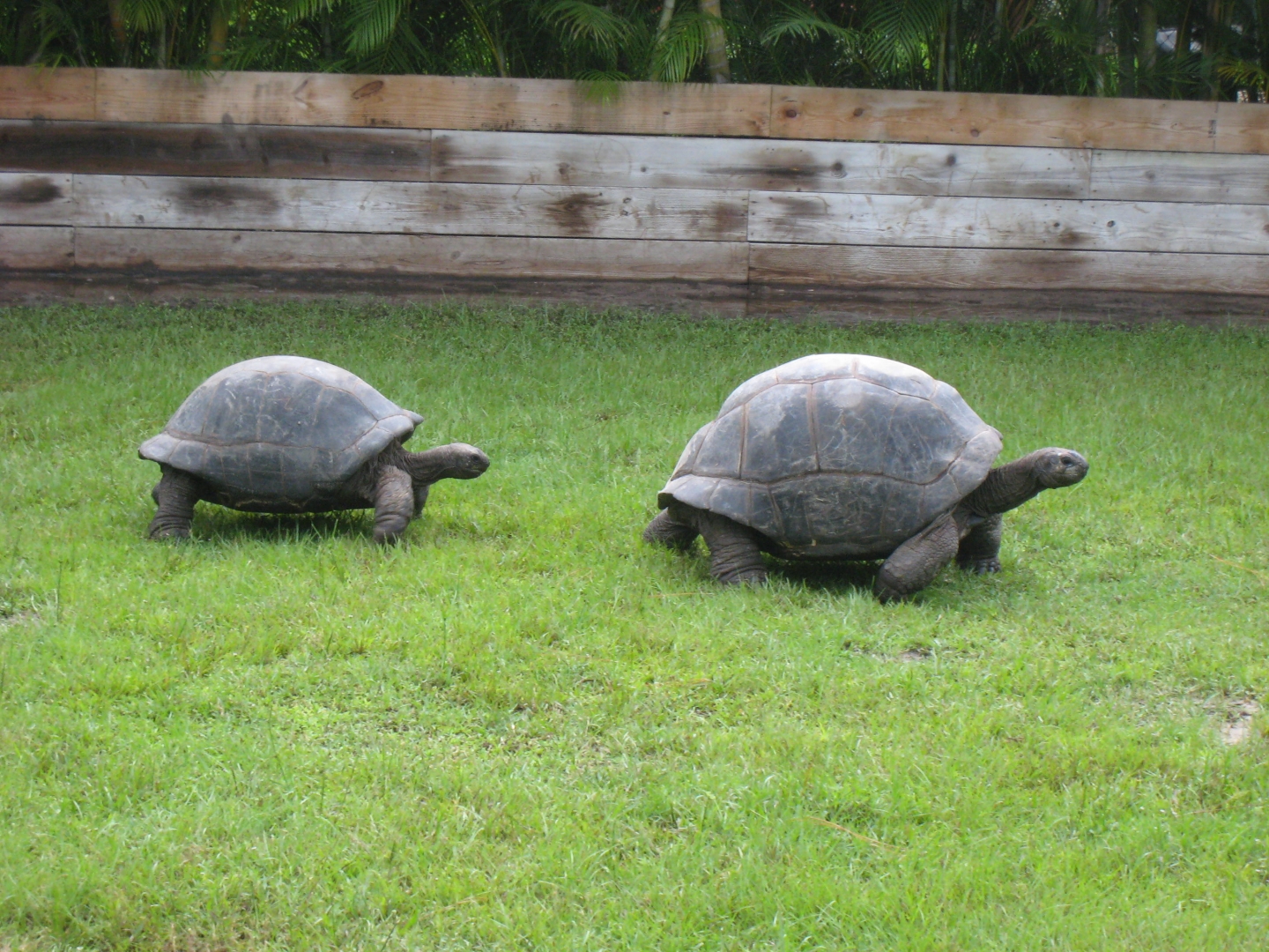 ALDABRA BREEDER