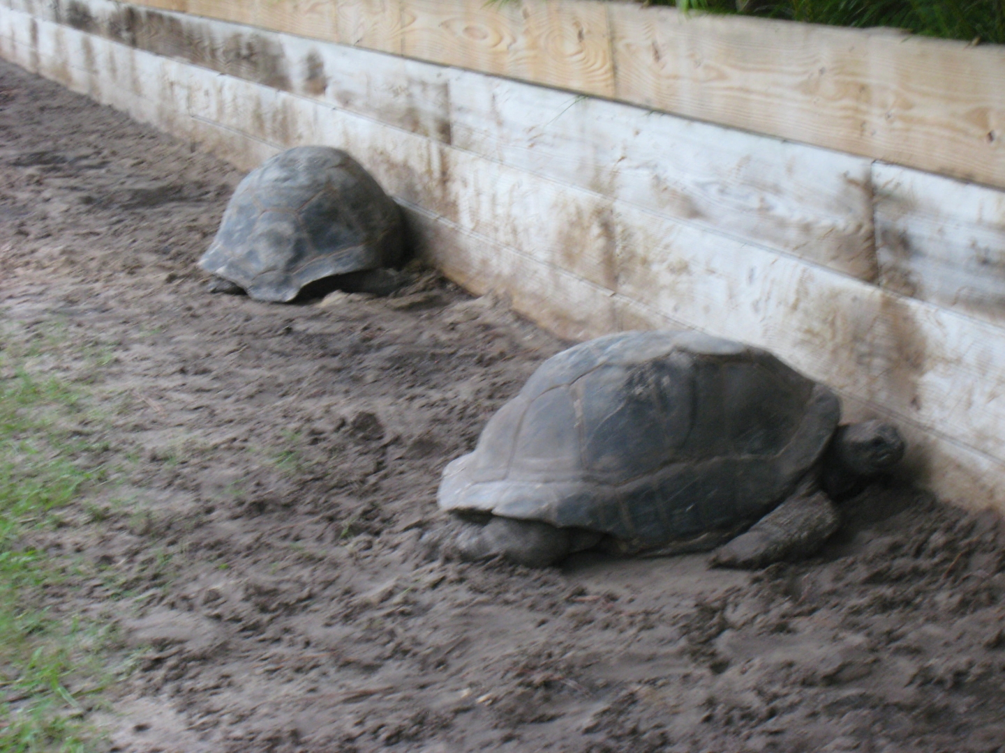 ALDABRA BREEDER