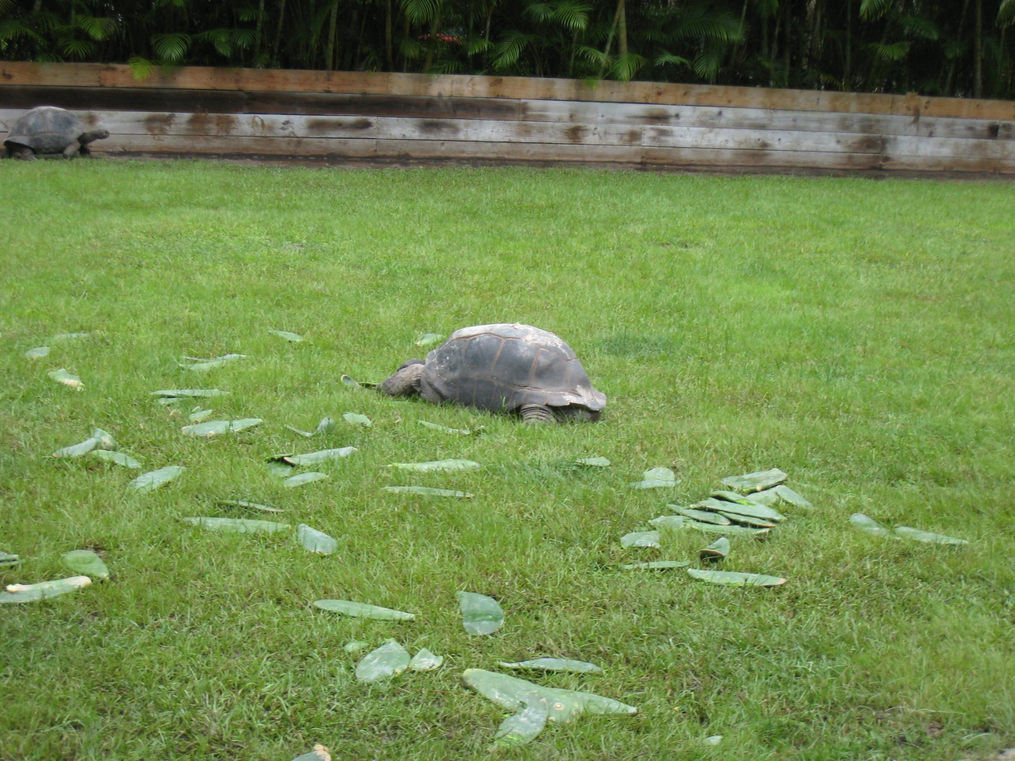 ALDABRA BREEDER