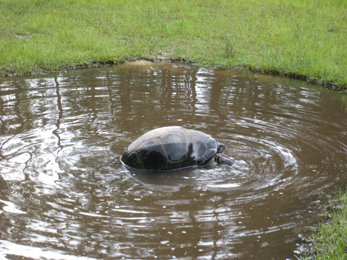 ALDABRA BREEDER