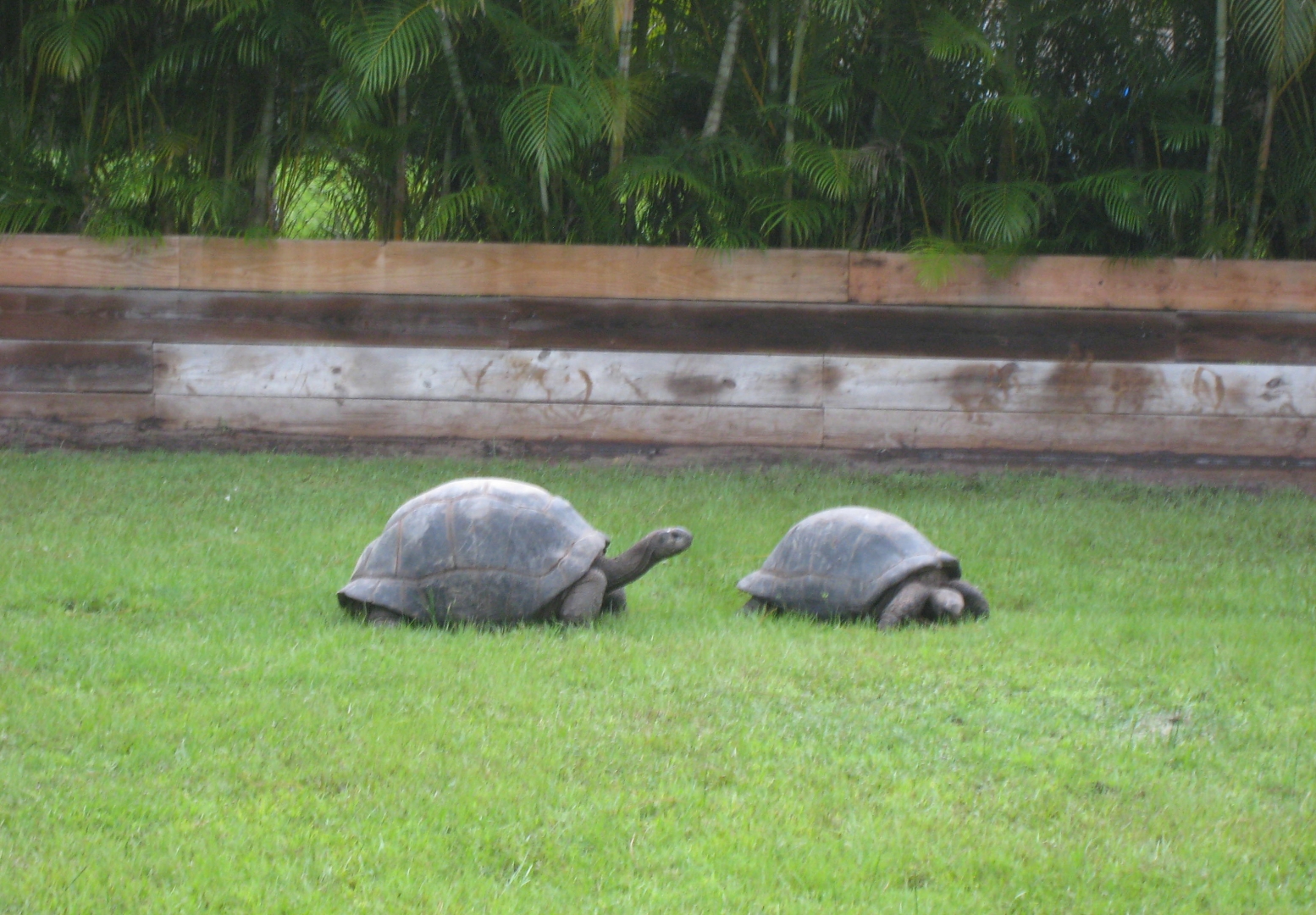 ALDABRA BREEDER