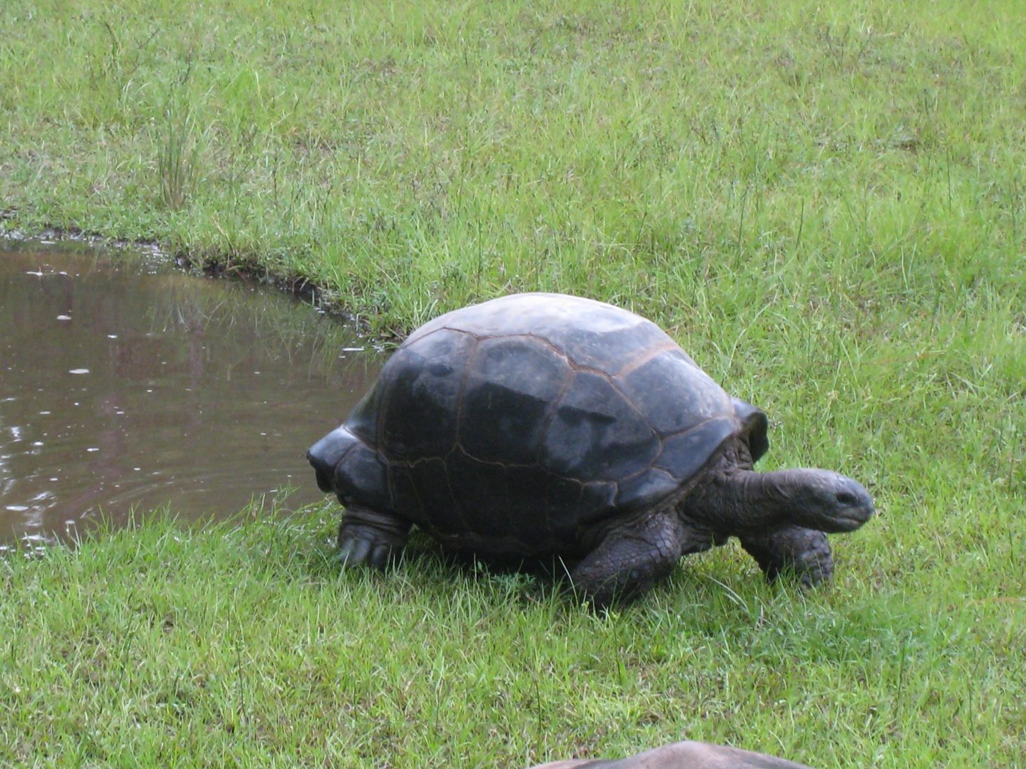 ALDABRA BREEDER