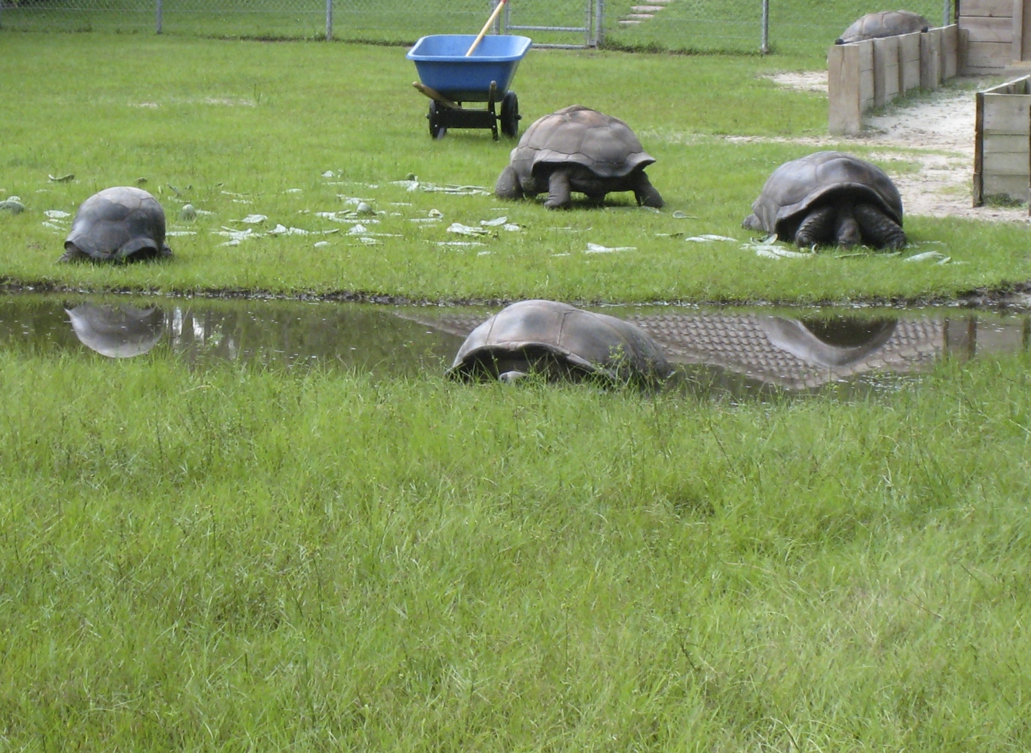 ALDABRA BREEDER