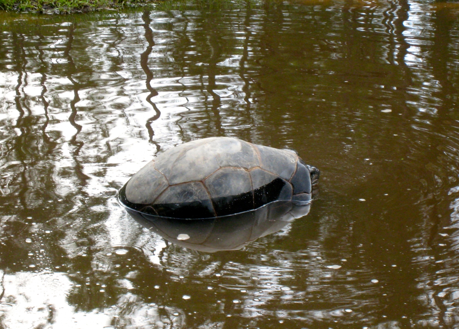 ALDABRA BREEDER