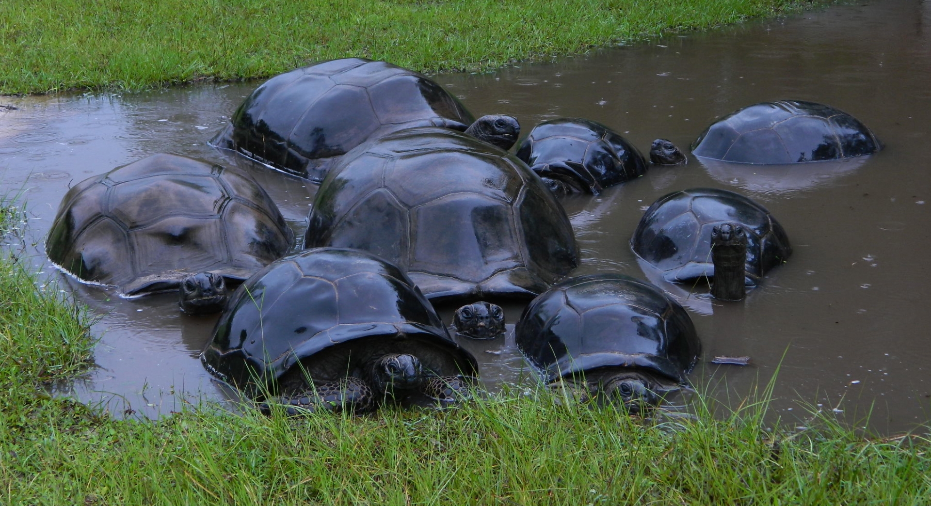 ALDABRA BREEDER