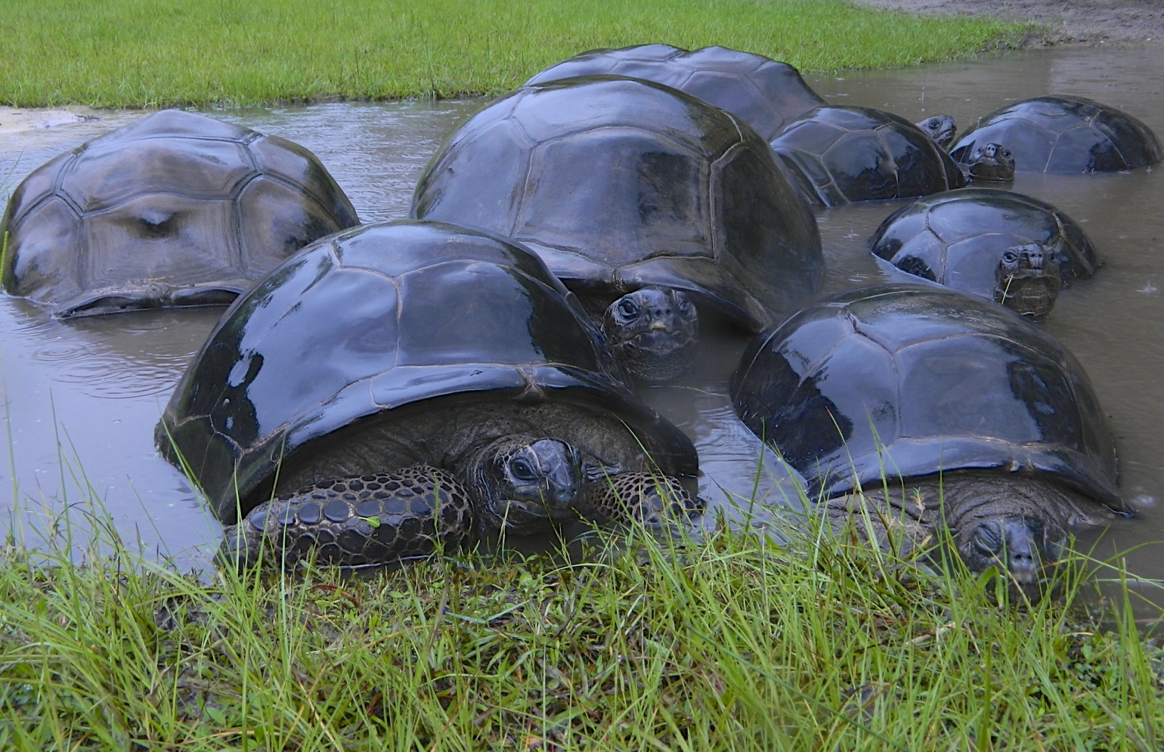ALDABRA BREEDER