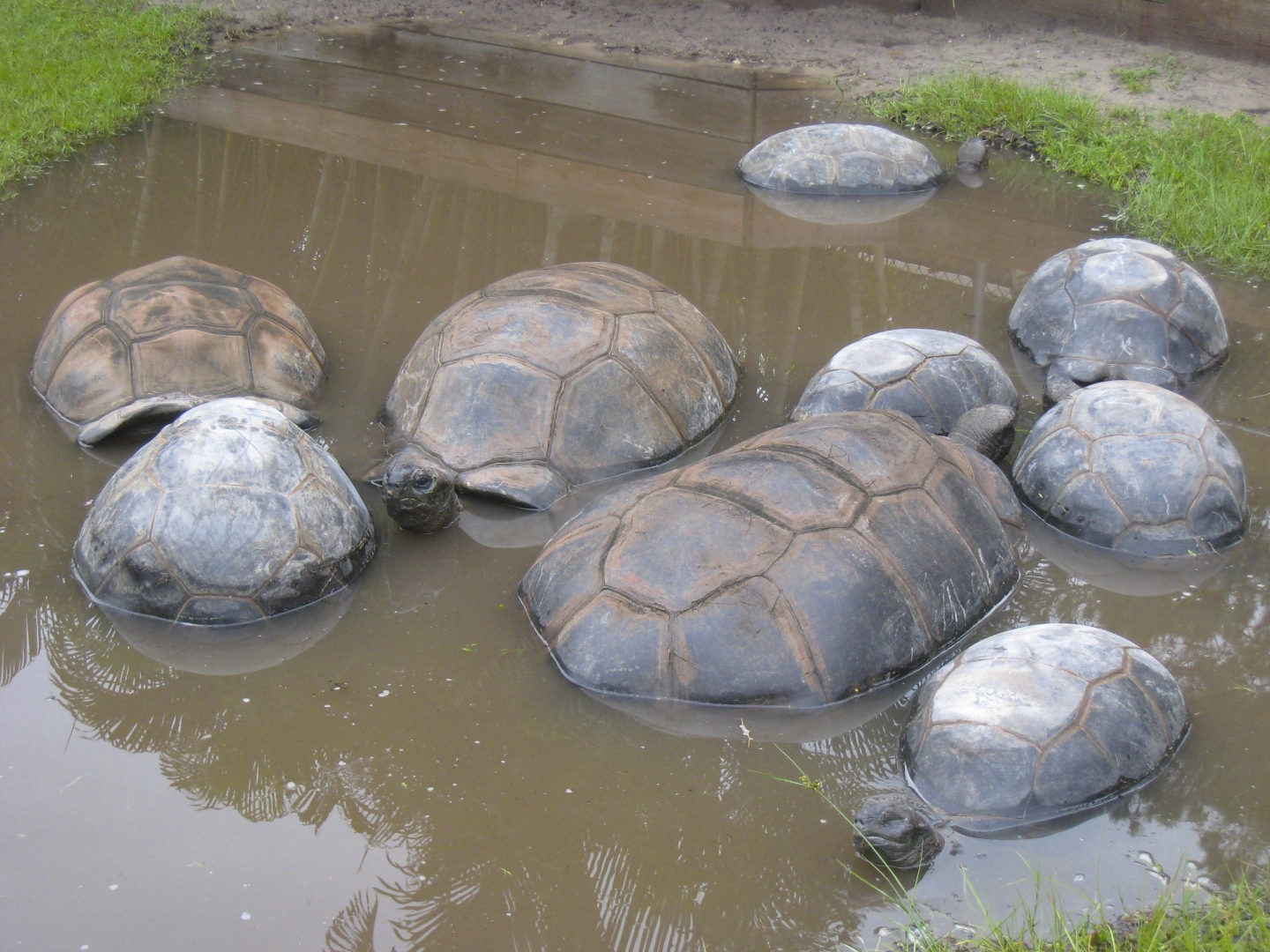 ALDABRA BREEDER