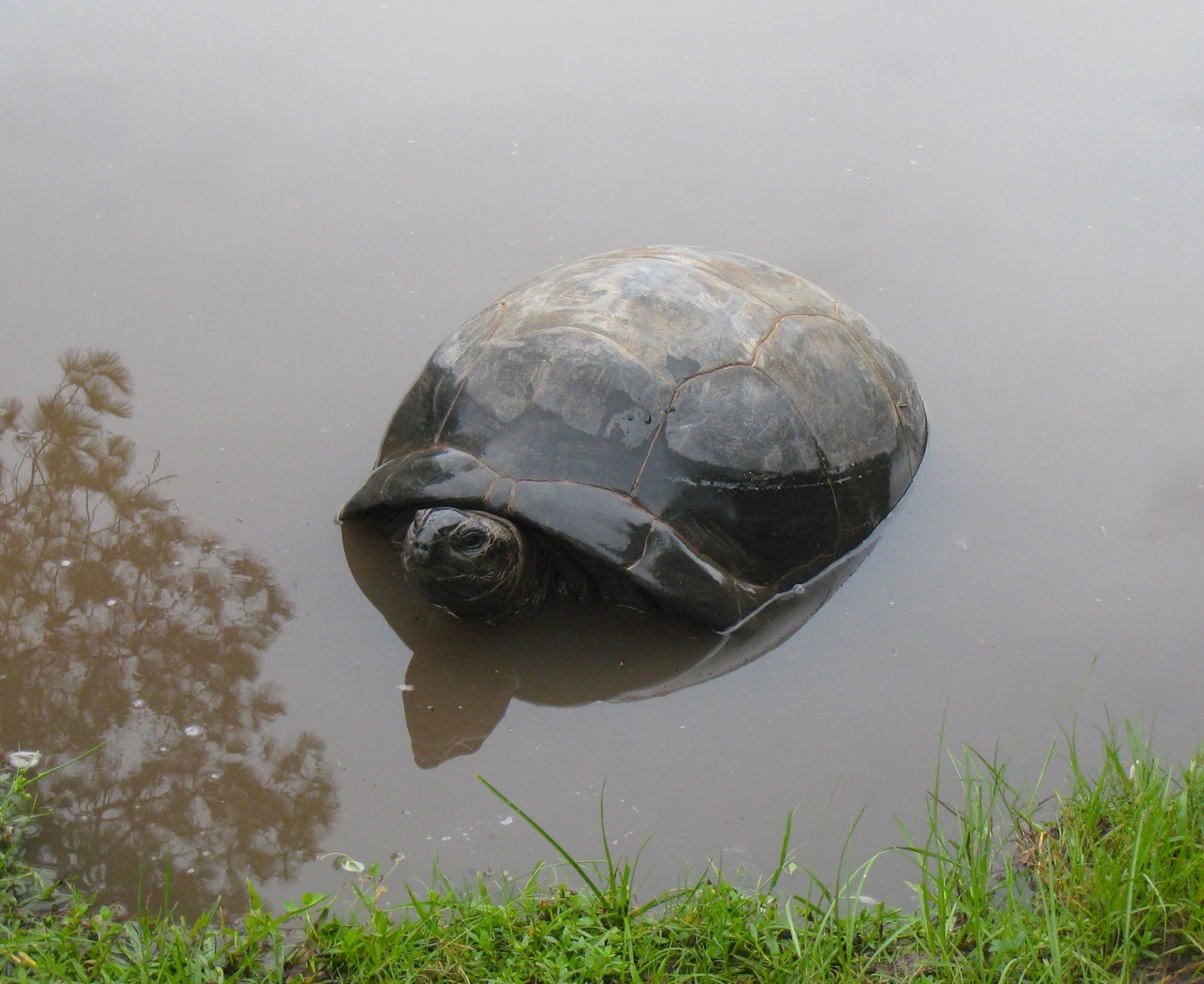 ALDABRA BREEDER