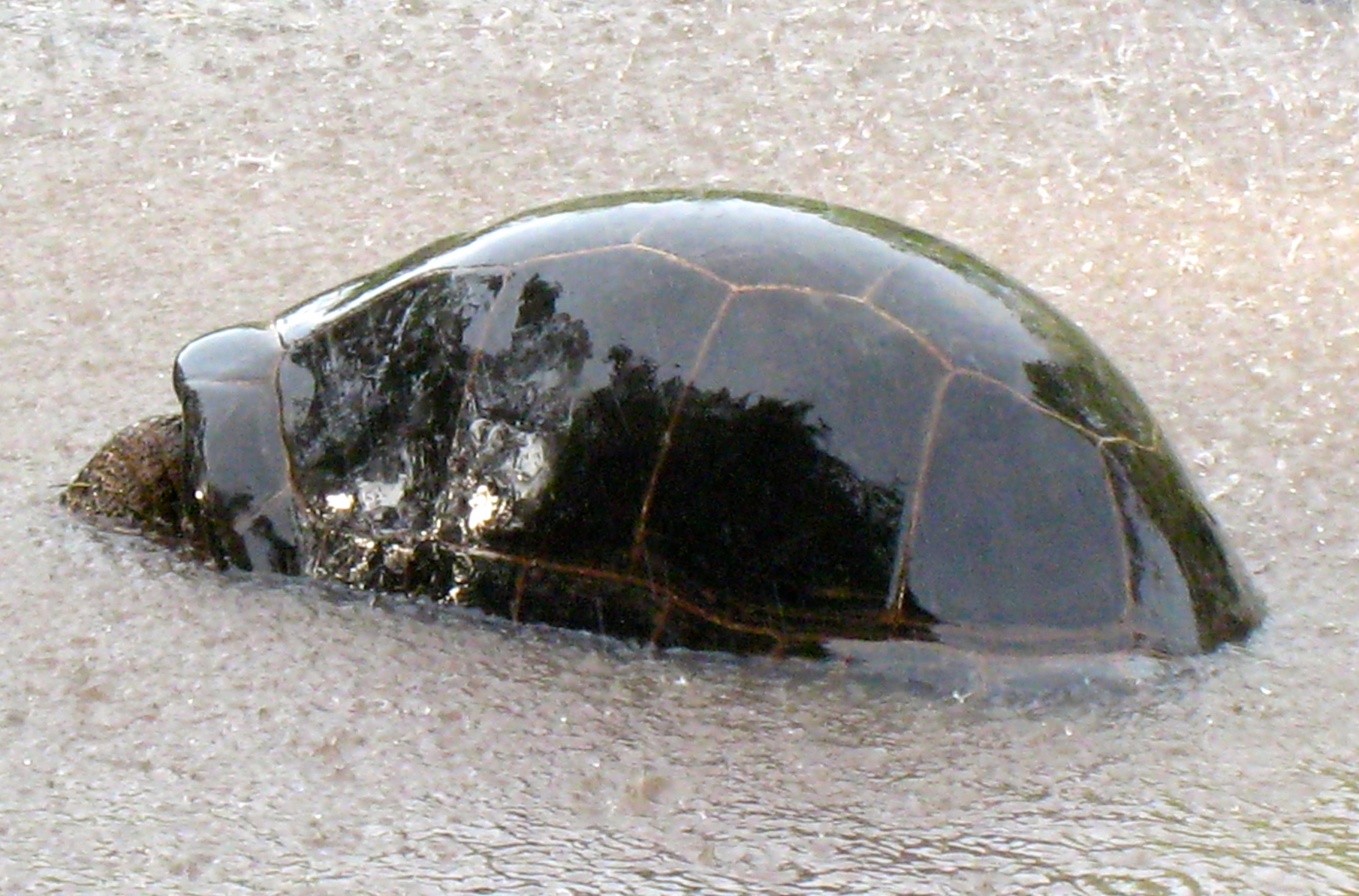 ALDABRA BREEDER