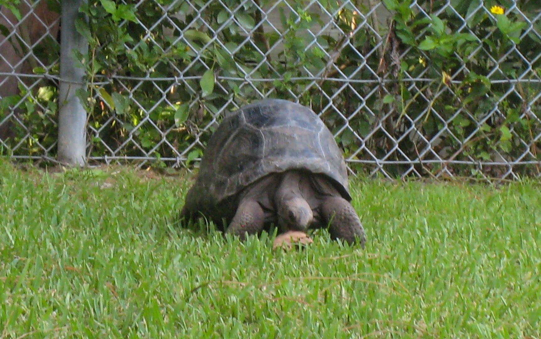 ALDABRA BREEDER