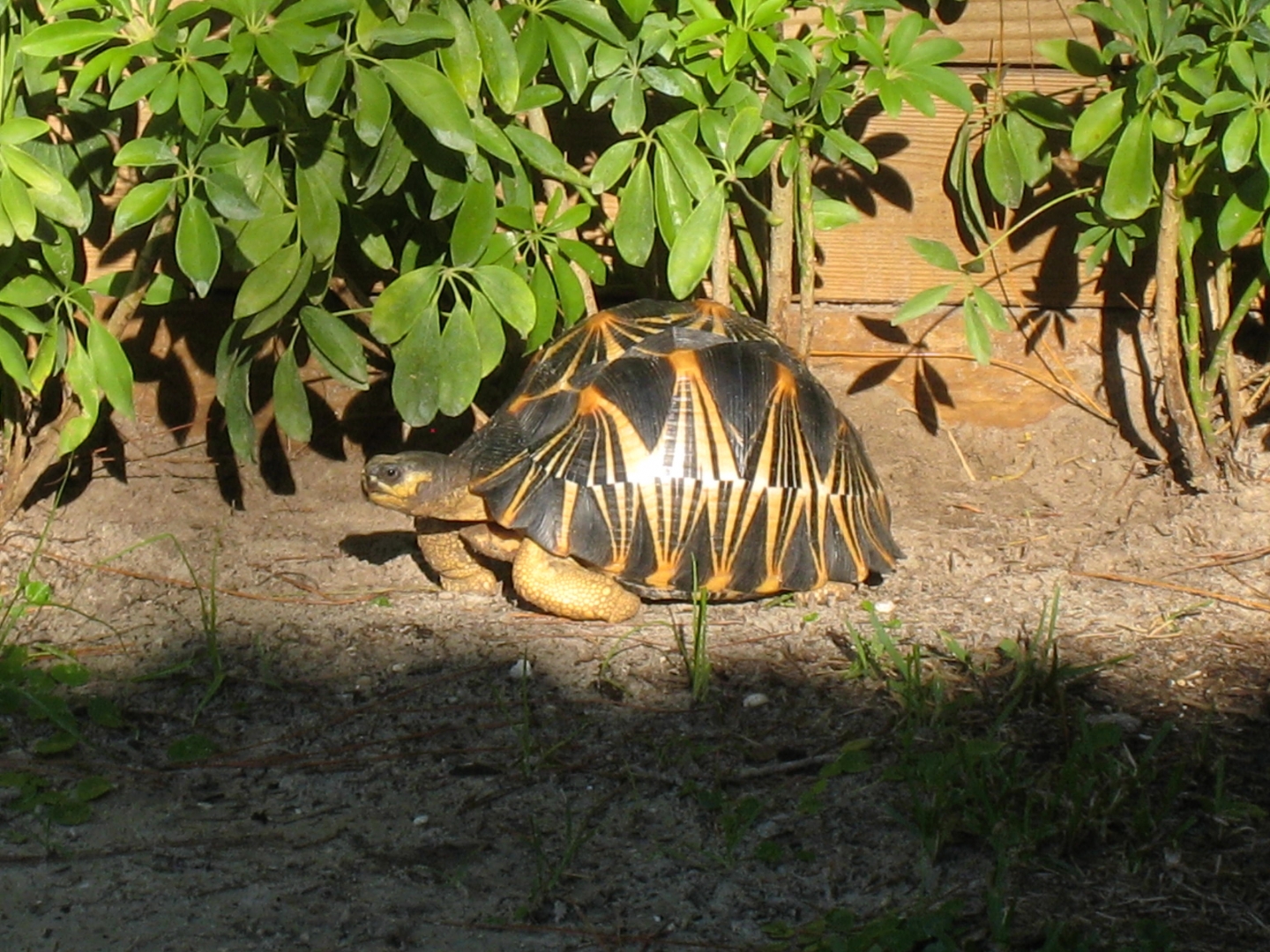 ALDABRA BREEDER