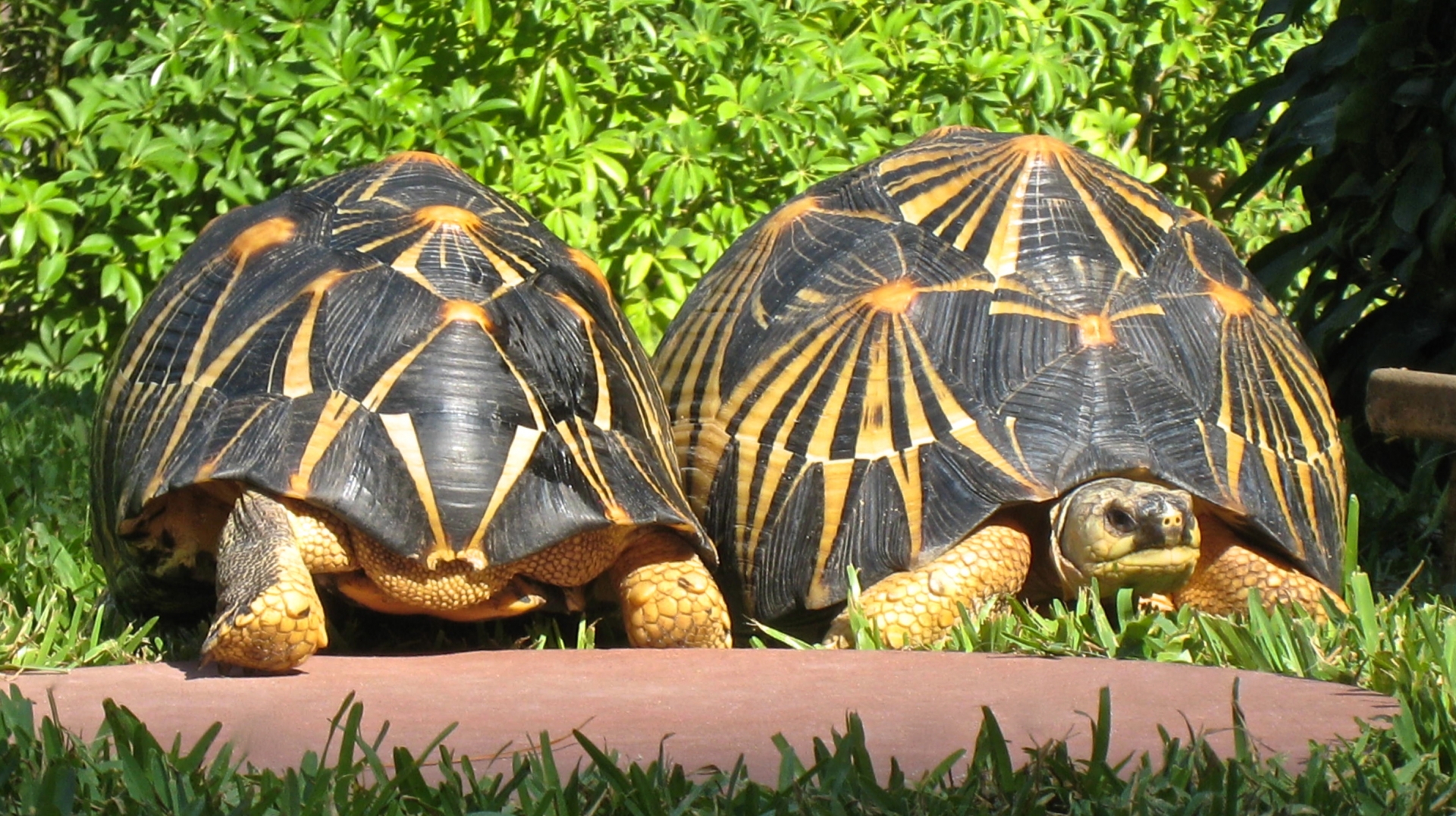 ALDABRA BREEDER