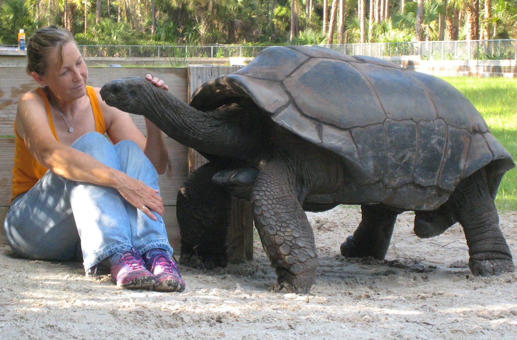 ALDABRA BREEDER