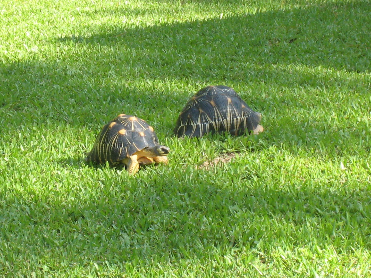 ALDABRA BREEDER
