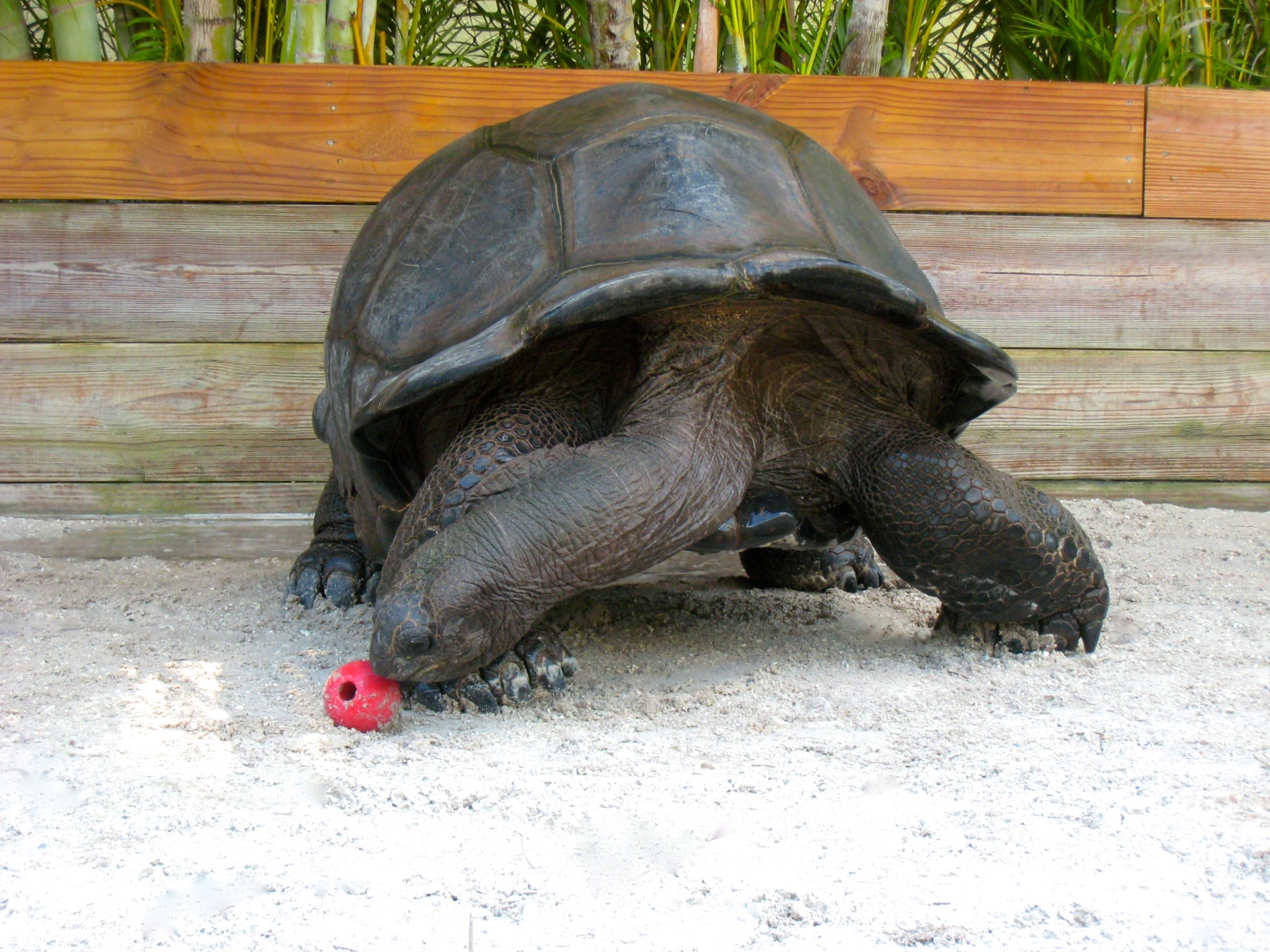 ALDABRA BREEDER
