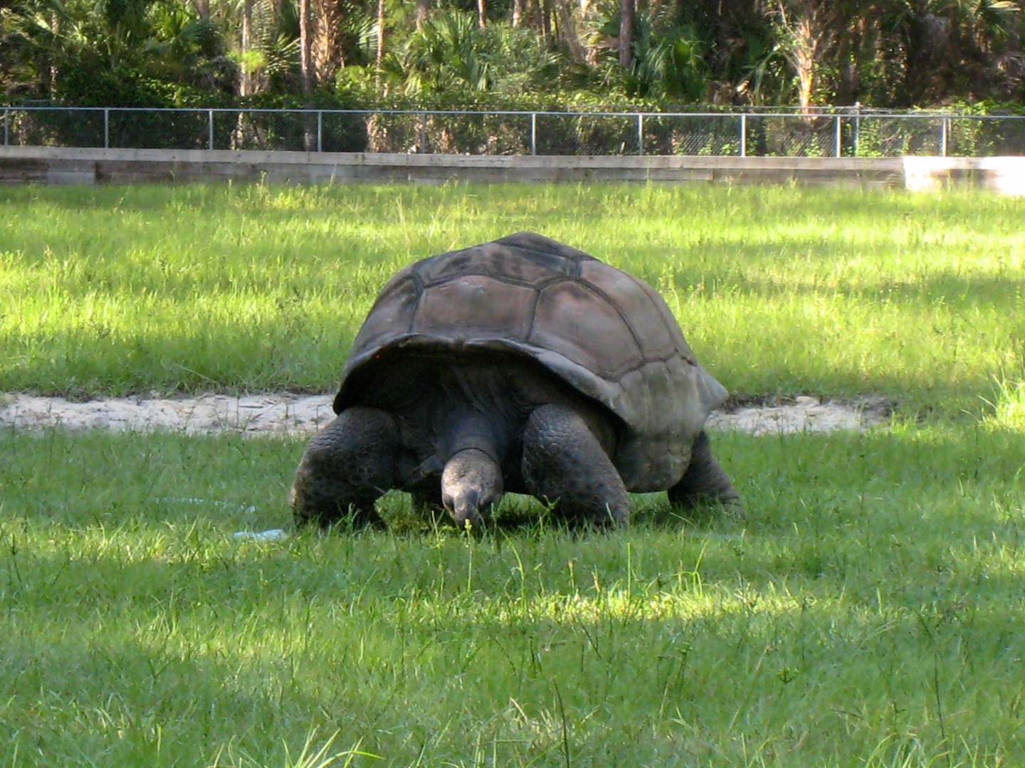 ALDABRA BREEDER