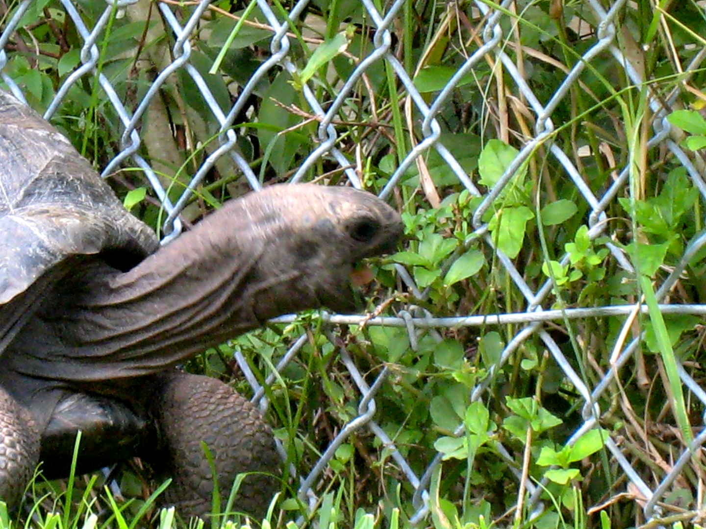 ALDABRA BREEDER