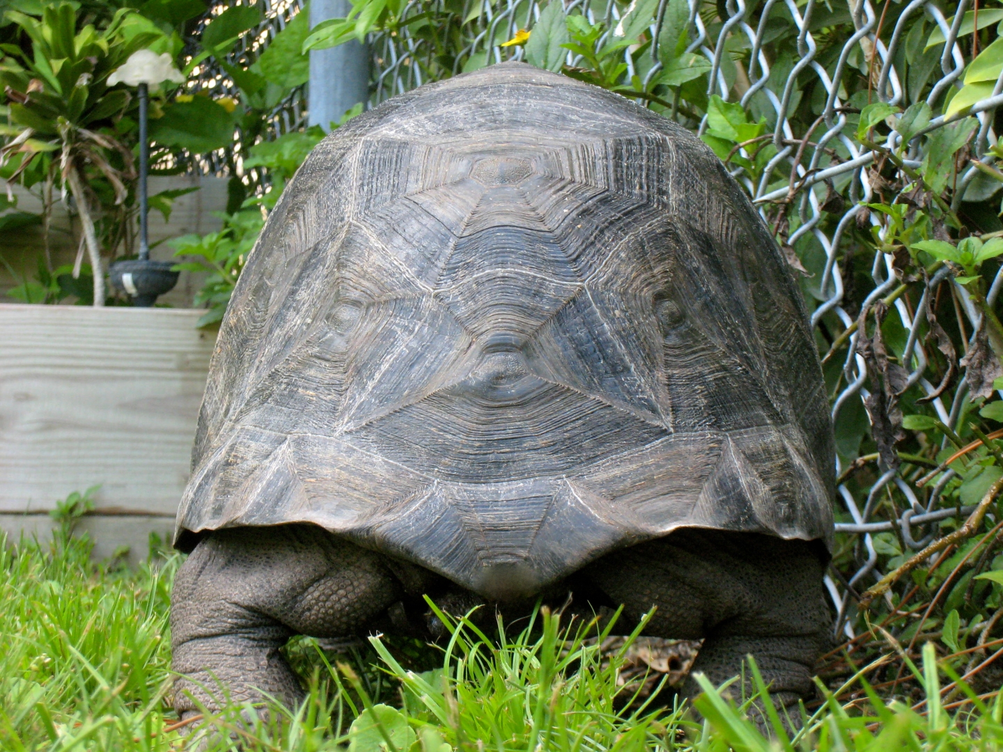 ALDABRA BREEDER
