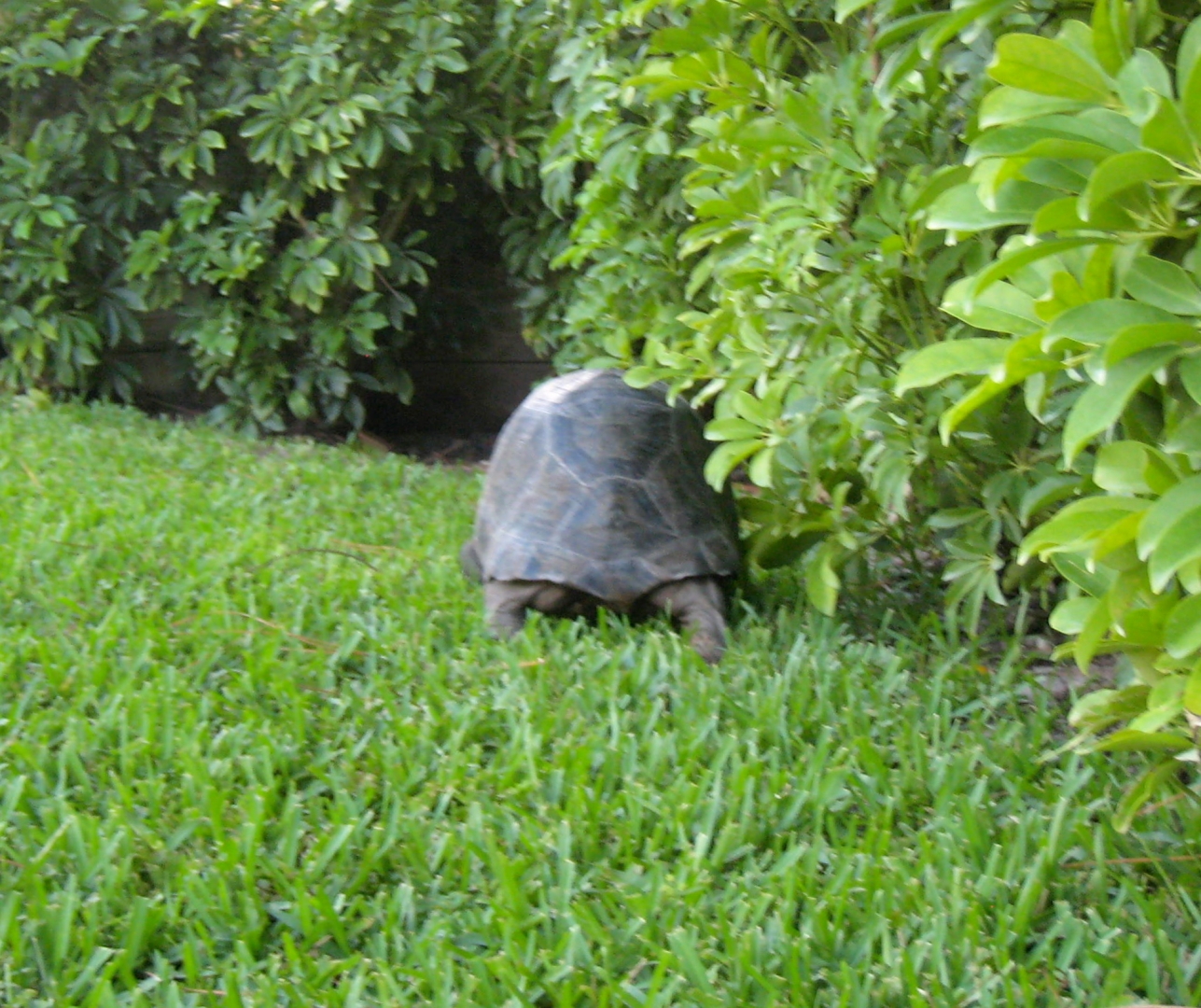 ALDABRA BREEDER