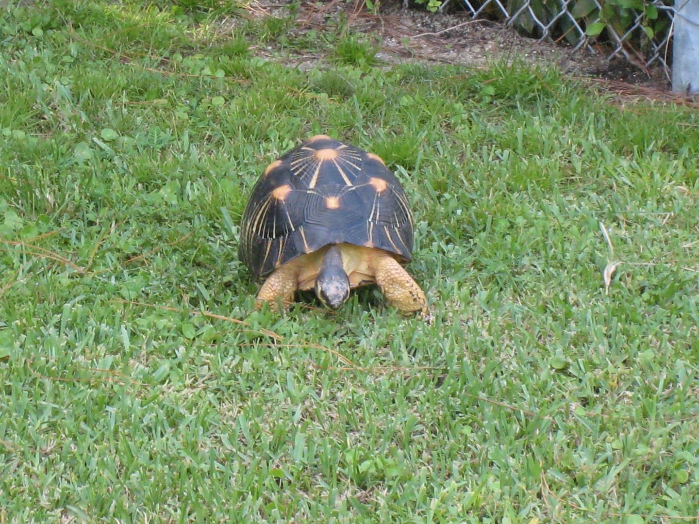 ALDABRA BREEDER