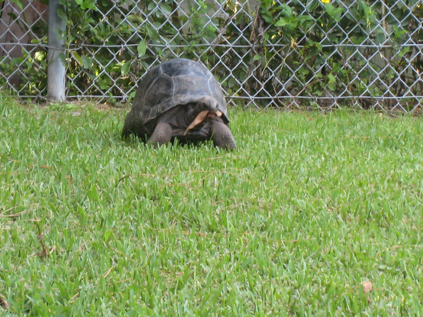 ALDABRA BREEDER