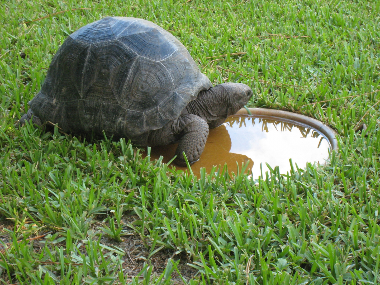 ALDABRA BREEDER