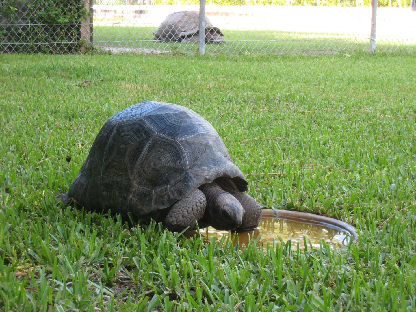 ALDABRA BREEDER