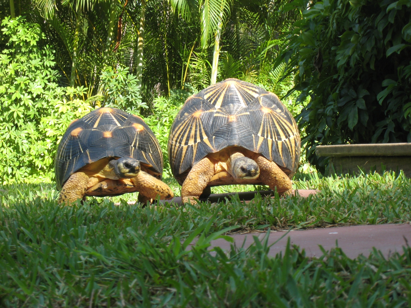 ALDABRA BREEDER