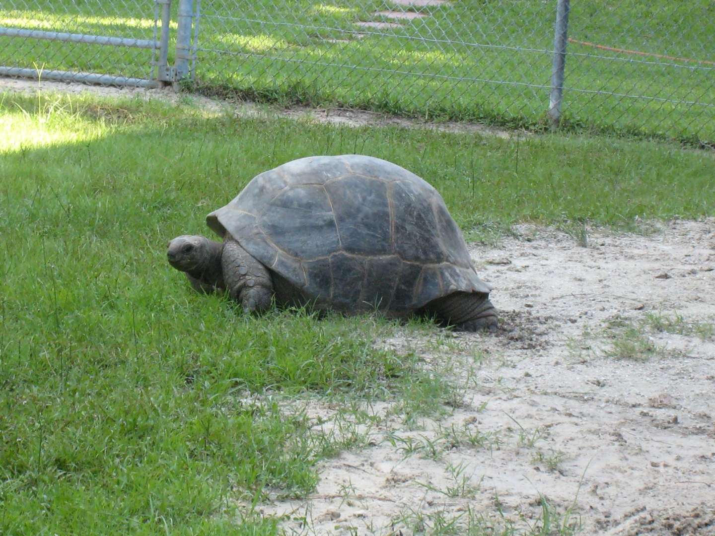 ALDABRA BREEDER