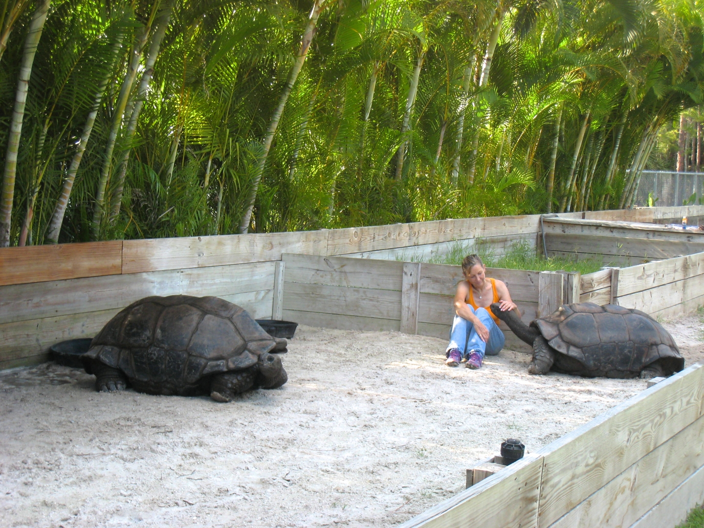 ALDABRA BREEDER
