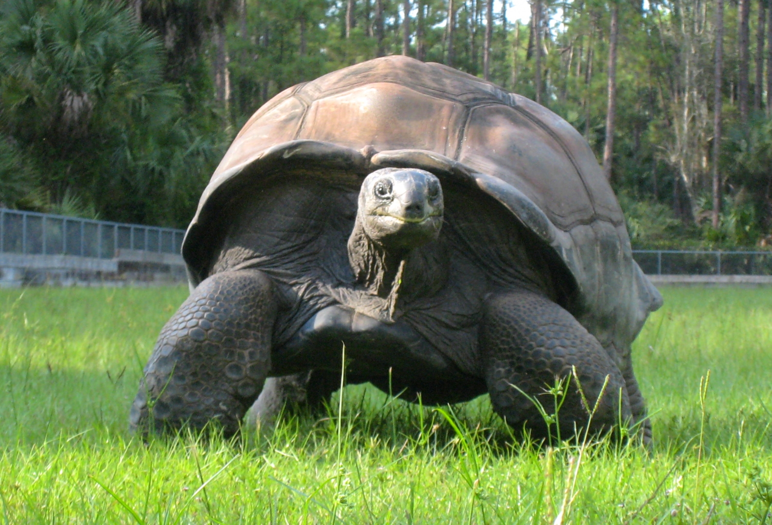ALDABRA BREEDER