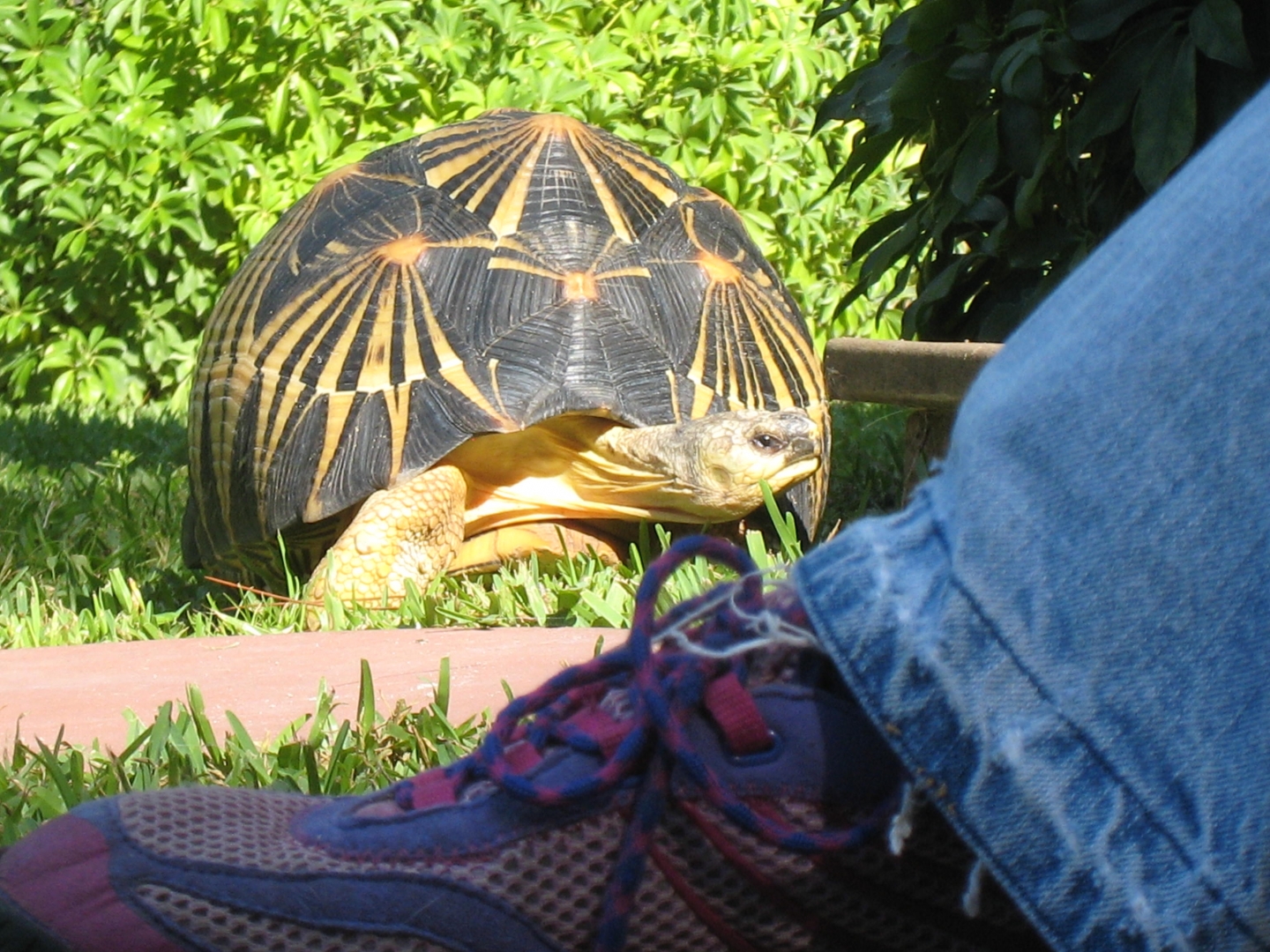 ALDABRA BREEDER