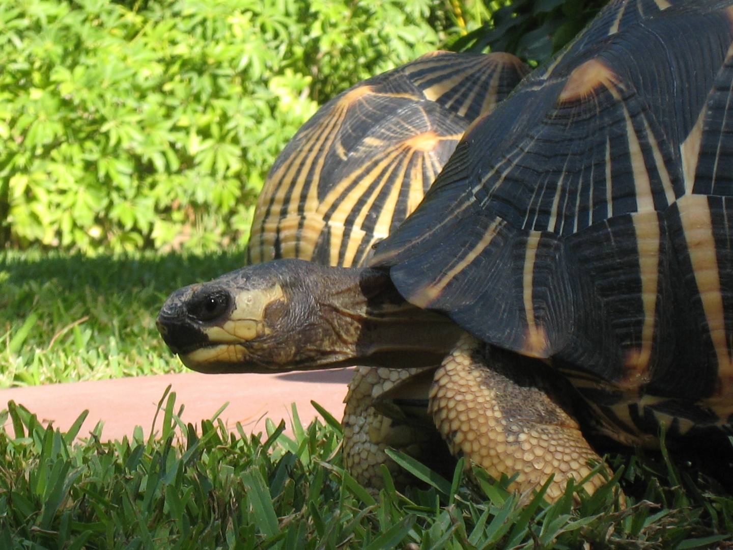 ALDABRA BREEDER