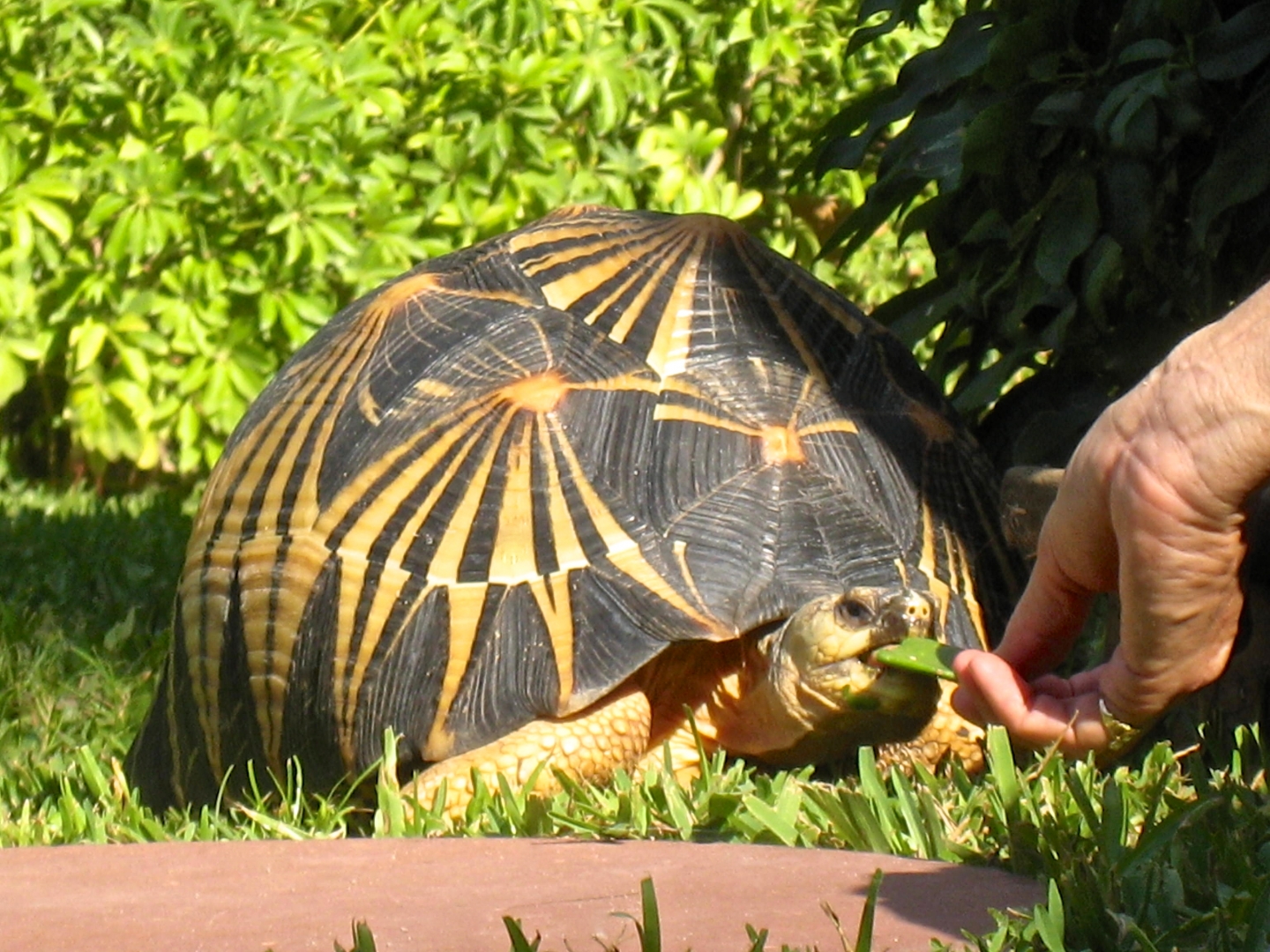 ALDABRA BREEDER