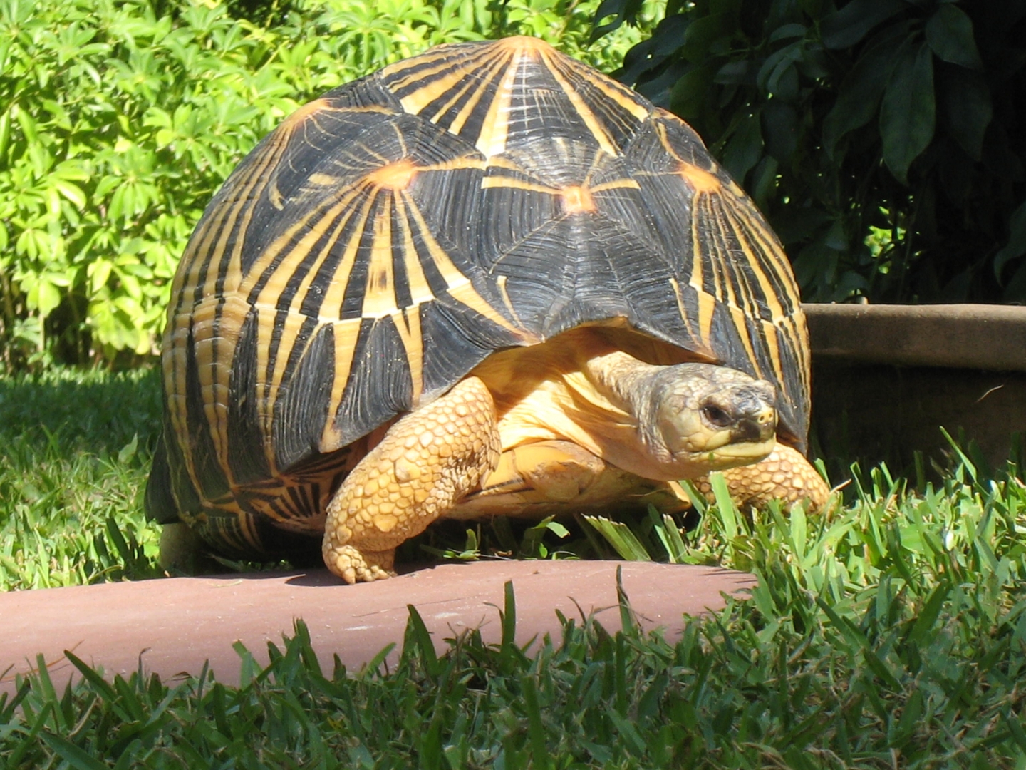 ALDABRA BREEDER