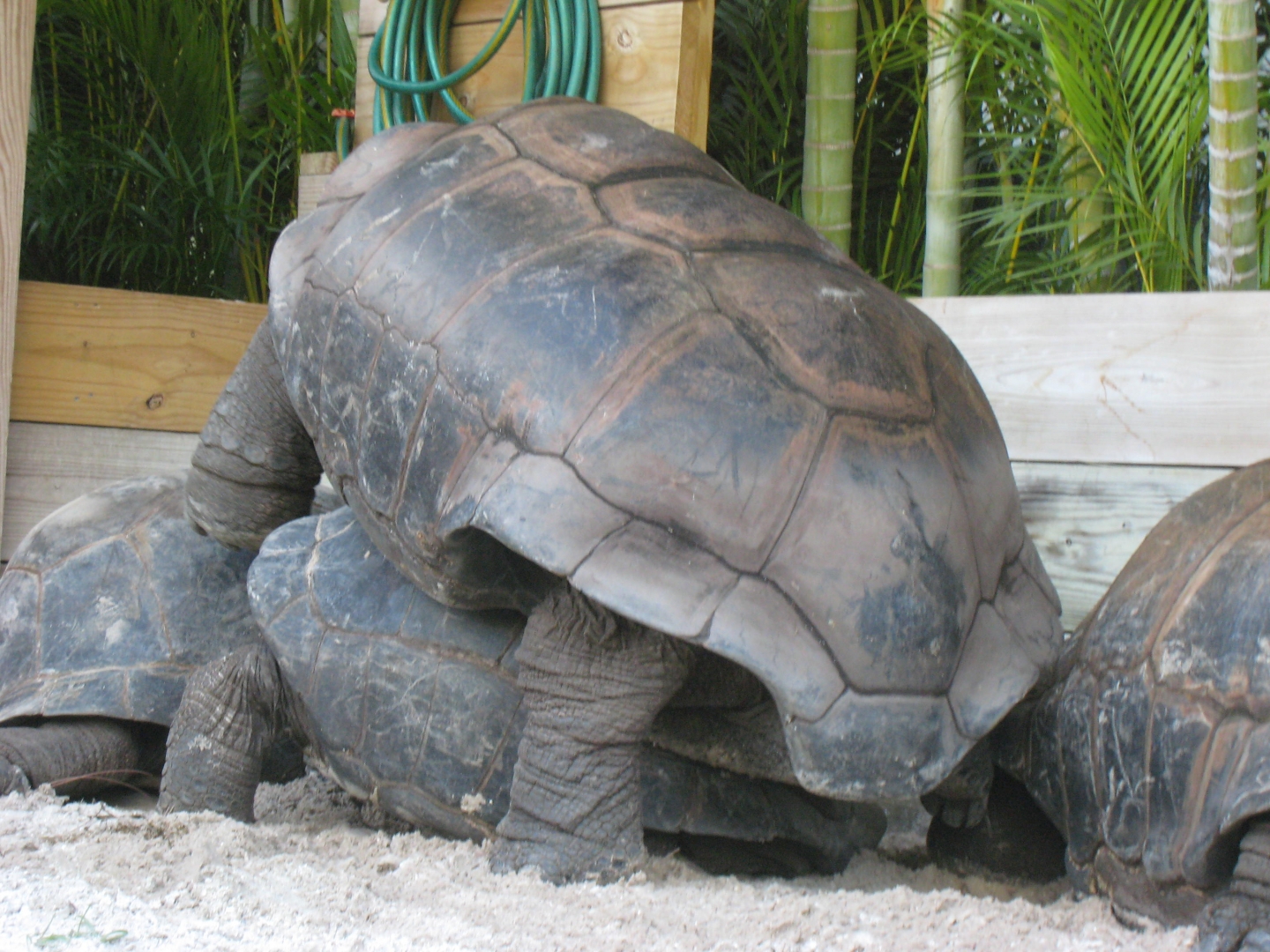 ALDABRA BREEDER