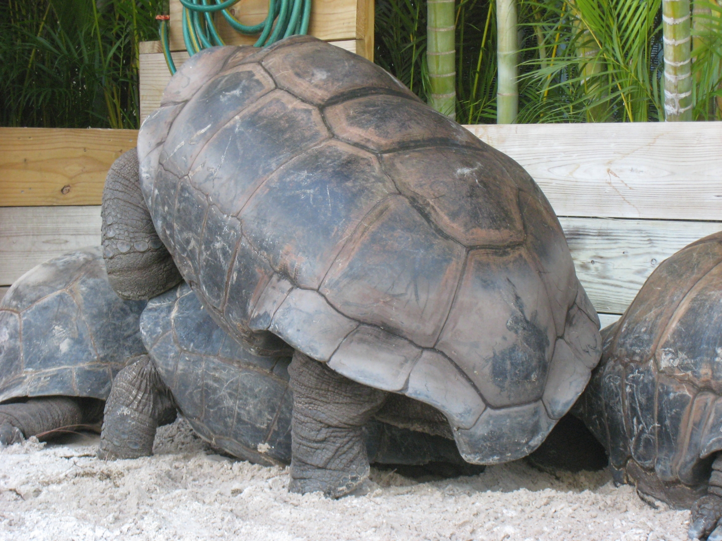ALDABRA BREEDER