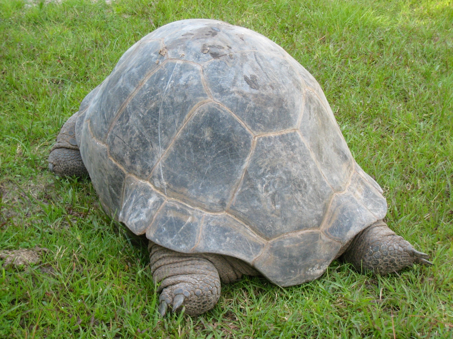 ALDABRA BREEDER
